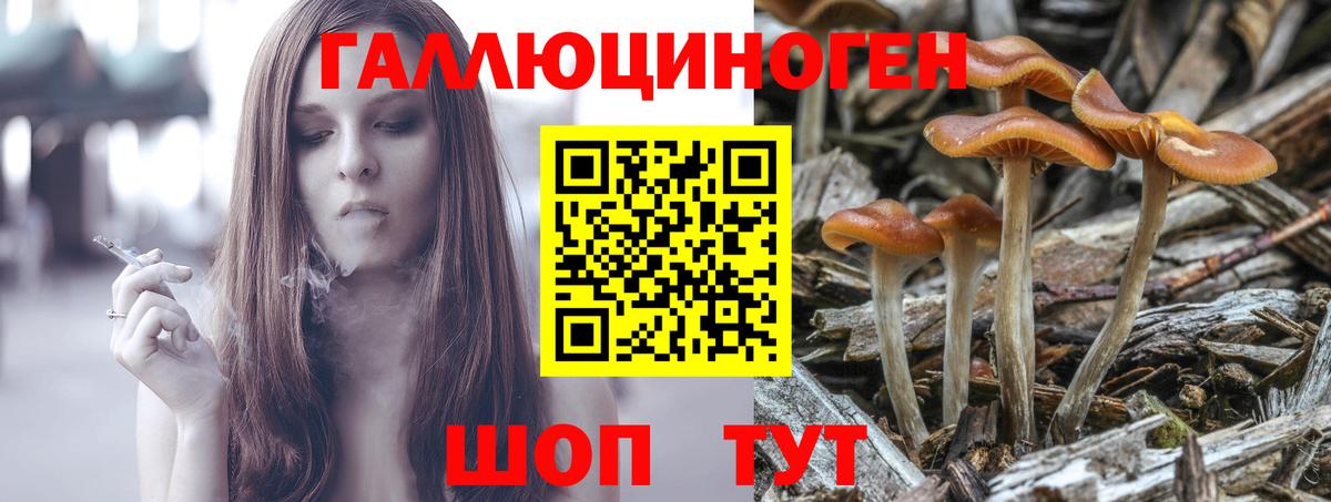 Псилоцибиновые грибы Psilocybe Десногорск